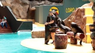 Podarená šou s uškatcami - Loro Parque Tenerife