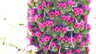 Echium wildpretii - nádherný tenerifský hadinec