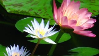 Secret Garden - Lotus - D.Videos