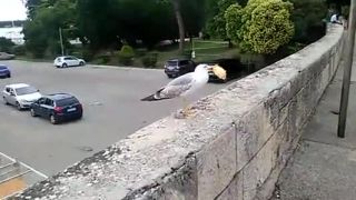 čajka v meste Pula (Chorvátsko)