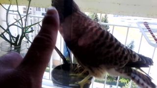 Angry Birds za sklom