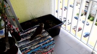 Angry Birds sa nebojí