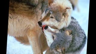 Oliver Shanti ~ Wolf Song  -  D Videos