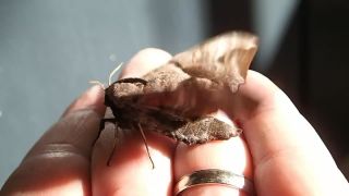 Nocny motyl 1
