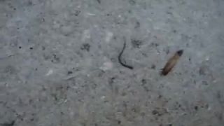 Jašterička sa vyslobodila amputáciou