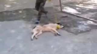 Keď sa človek správa horšie ako zver