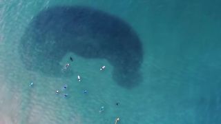 Keď zavíta uškatec na Bondi beach (Austrália)