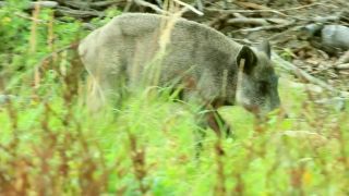 Diviak lesný prasnica 2016-07-30 (Sus scrofa)