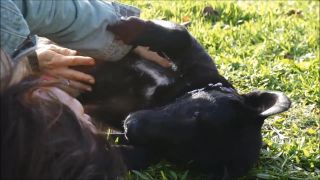 Ujali sa túlavého psa, aby mohol pokojne zomrieť