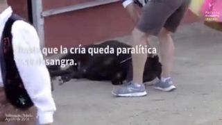 Baby corrida