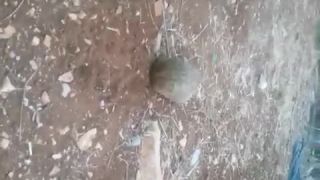 Turtle PORN