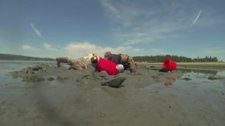 GEODUCK - Panopea generosa