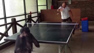 Hrať ping-pong so šimpanzom?