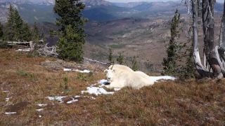 Hej kamarát, si v poriadku? (Yellowstonský národný park)