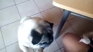 Mops u jídla.