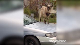 No nechaj auto zaparkované na ruskom sídlisku