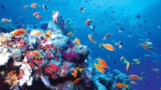 U2 - Ocean - D. Videos