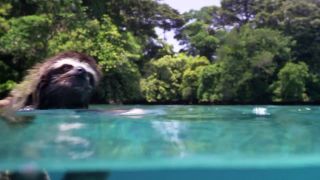 Planéta Zem II [BBC Earth]