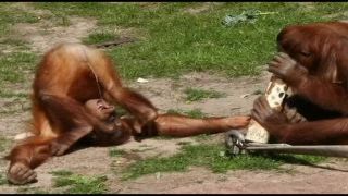 Funny pictures 11