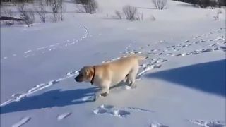 Labrador Geňa je snežné torpédo!