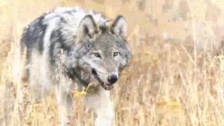 Ruslana - Wild Dances - D. Videos