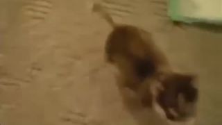 Ahojte, volám sa Remy a som živý hovoriaci pes