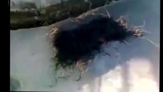 Dedinská žena pečie potkany - Vietnam
