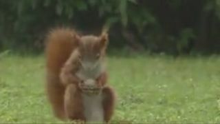 Veverička a orech