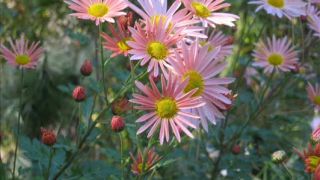 Flowers in October. - D.Videos