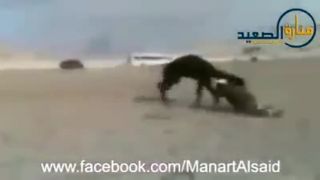 Ťava chcela pretiahnuť islamistu
