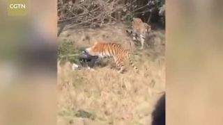 V Číne zabili tigre muža v zoo (Nevhodné pre slabšie povahy