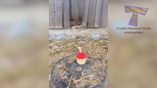 Animal Funny 1