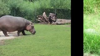 Animals Funny 3
