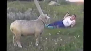 Zostrih najväčších ovčích útokov na ľudí