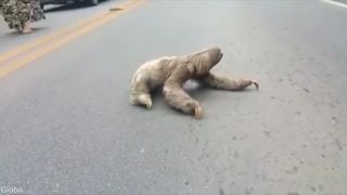 Leňochod šprintuje cez cestu (Brazília)