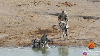 Zebra chcela utopiť cudzie žriebä (Namíbia)