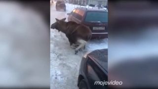 Tu je aspoň teplo a zbaví ma to parazitov (Rusko)