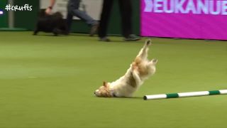 Tie najzábavnejšie psy na agility súťaži Crufts 2017