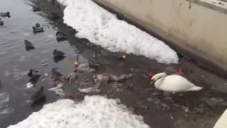 Keď je labuť uvedomelejšia ako niektorí spoluobčania