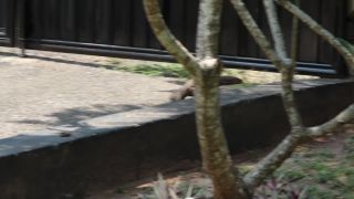 Varan na prechádzke - Colombo - Srí Lanka