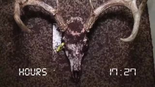 Mäsožravé chrobáky (dermistidae) vs. lebka pasrnca