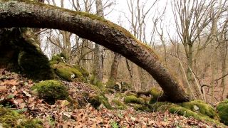 Jasovská Planina