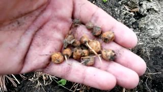 Jedli ste už zemné mandle? (Cyperus esculentus)