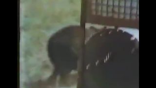 "WildAss" - Grizzly Edition