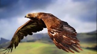ABBA  - Eagle -  D . Videos