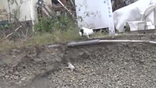 Mačacia matka si zachranuje svoje malé mačiatko