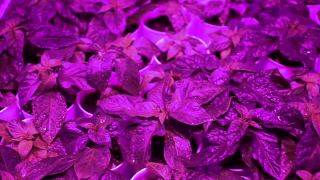 Pestovanie chilli papriciek - sezona 2017(update)