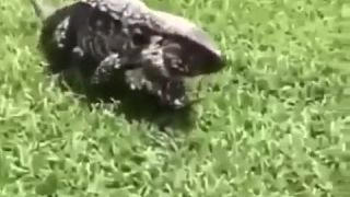 Neposlušný varan