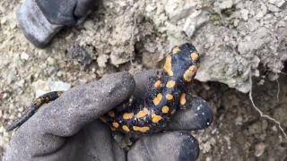 Salamandra škvrnitá (zavadzala pri práci)
