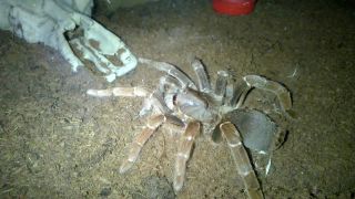 Pavúk Pelinobius muticus (ex Citharischius crawshayi)